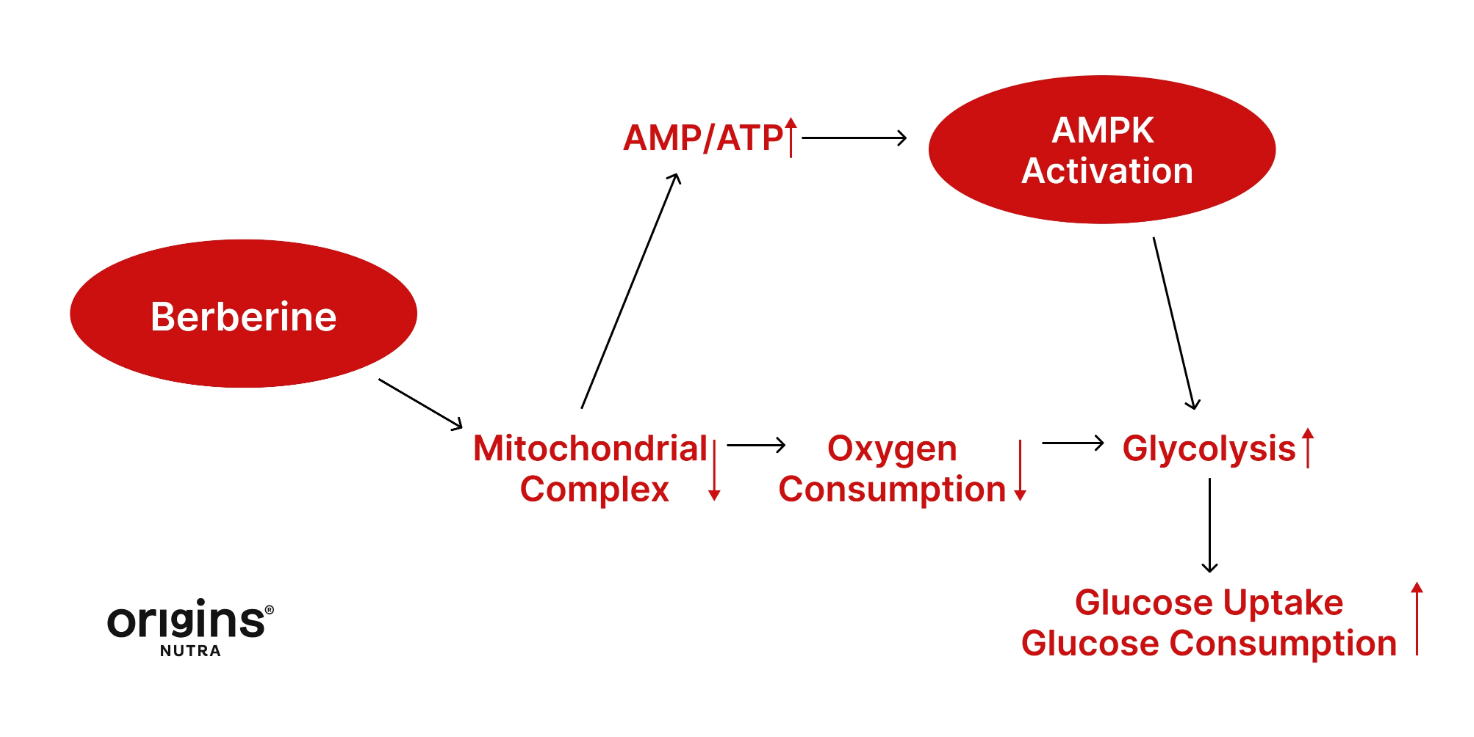Berberine Mechanism Flowchart