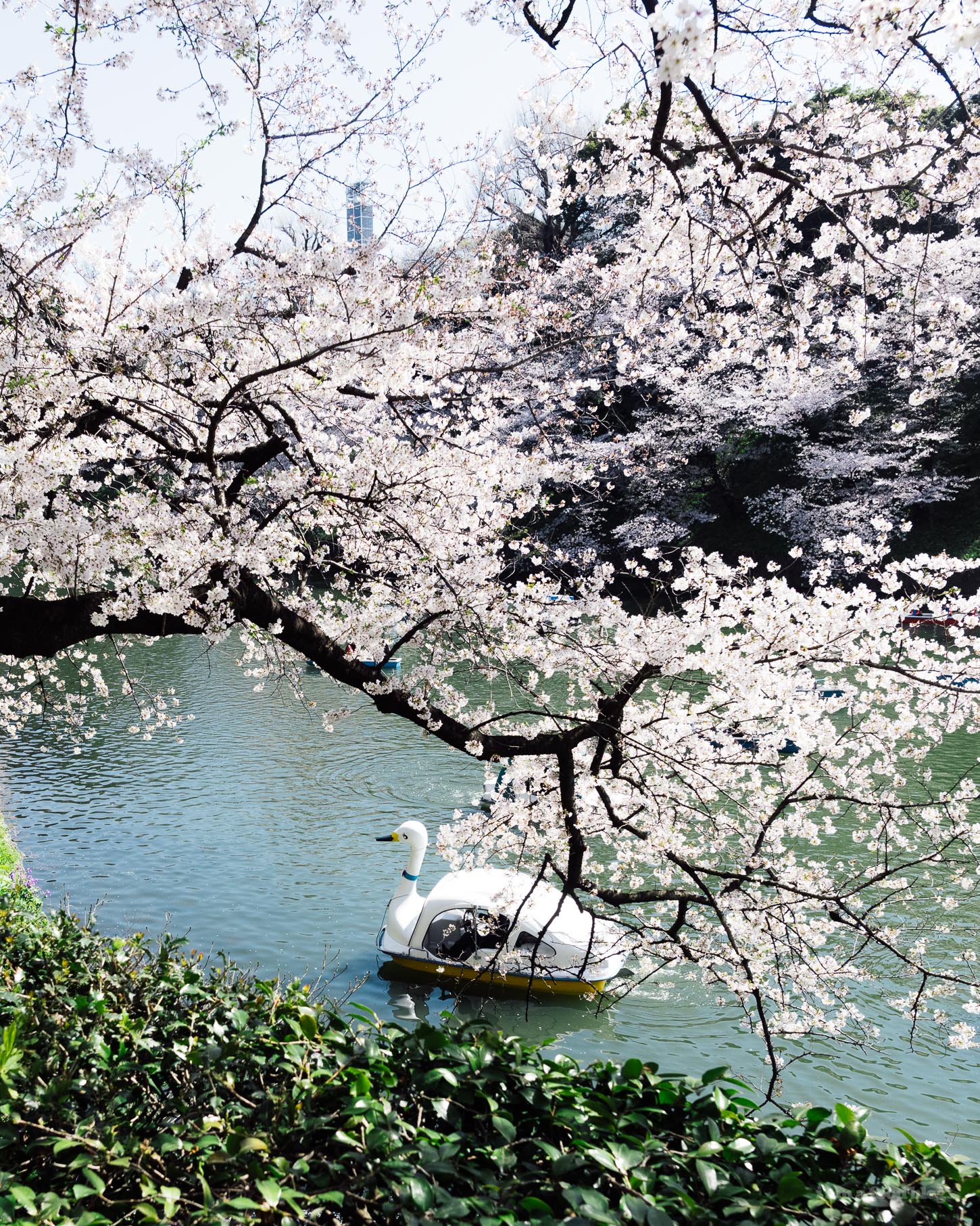 Sakura Season in Tokyo Guide | www.iamafoodblog.com