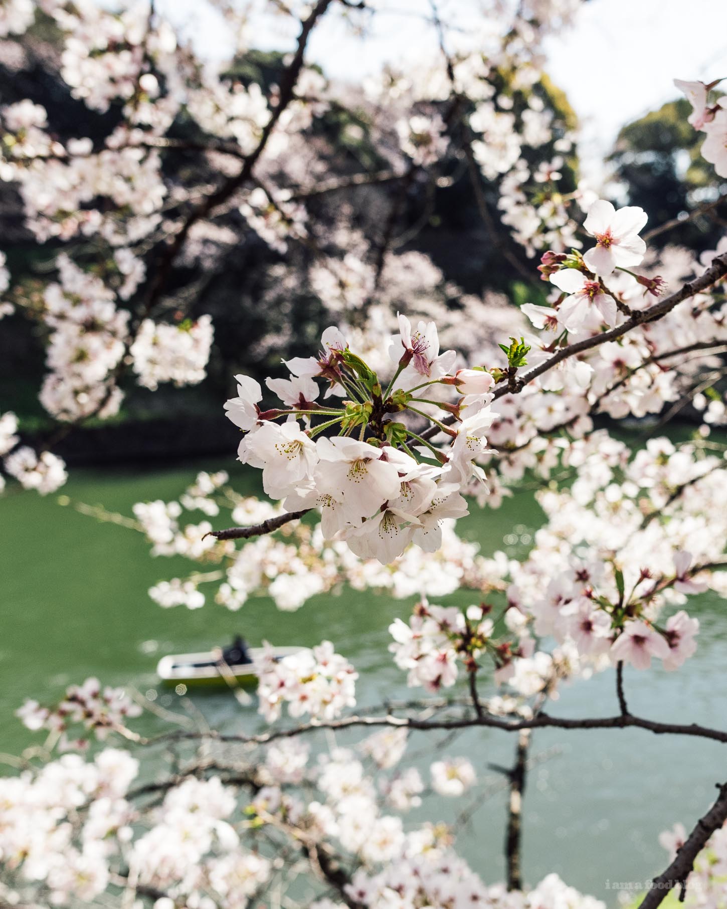 Sakura Season in Tokyo Guide | www.iamafoodblog.com