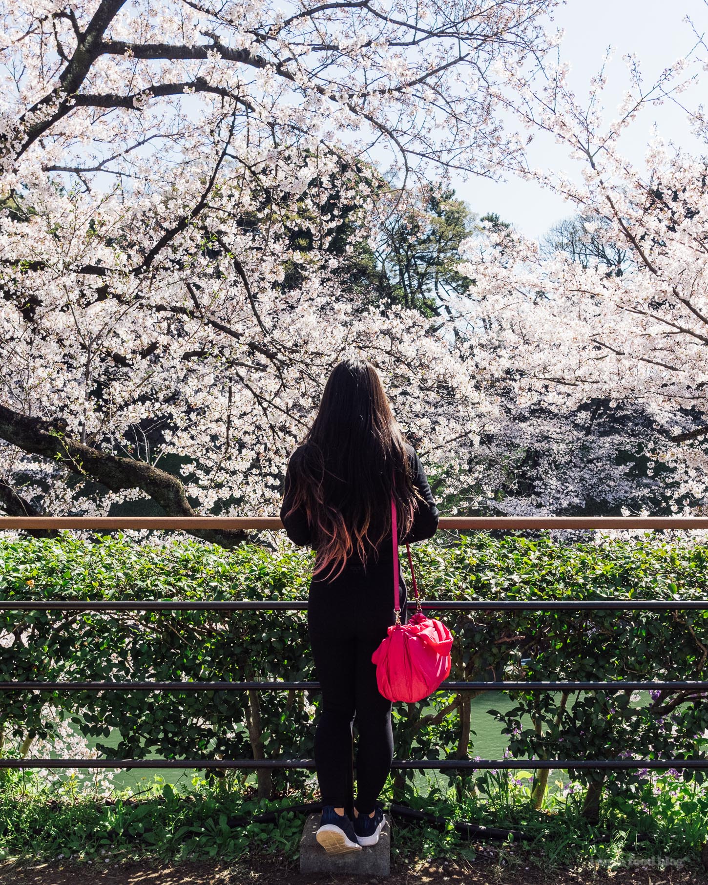 Sakura Season in Tokyo Guide | www.iamafoodblog.com