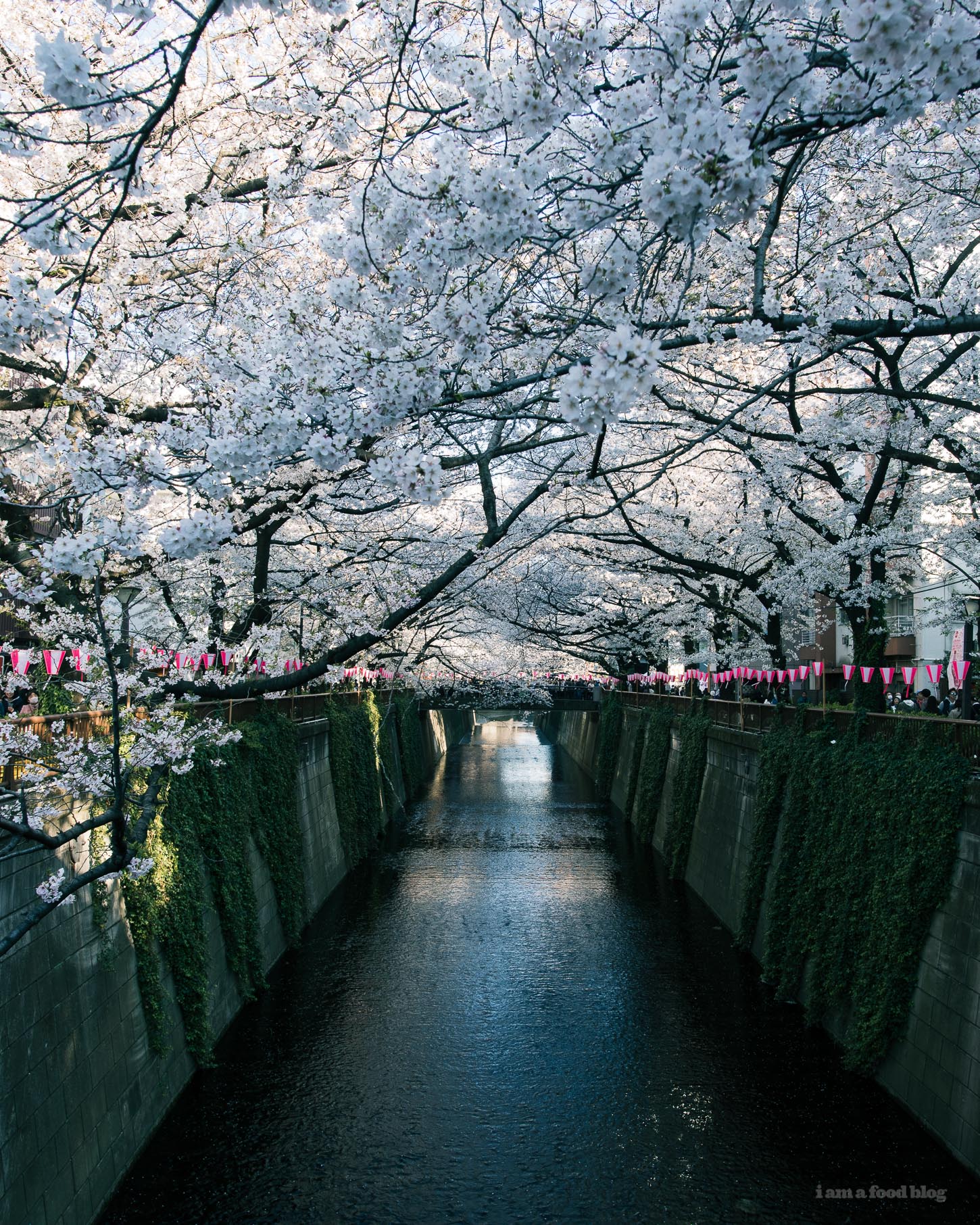 Sakura Season in Tokyo Guide | www.iamafoodblog.com