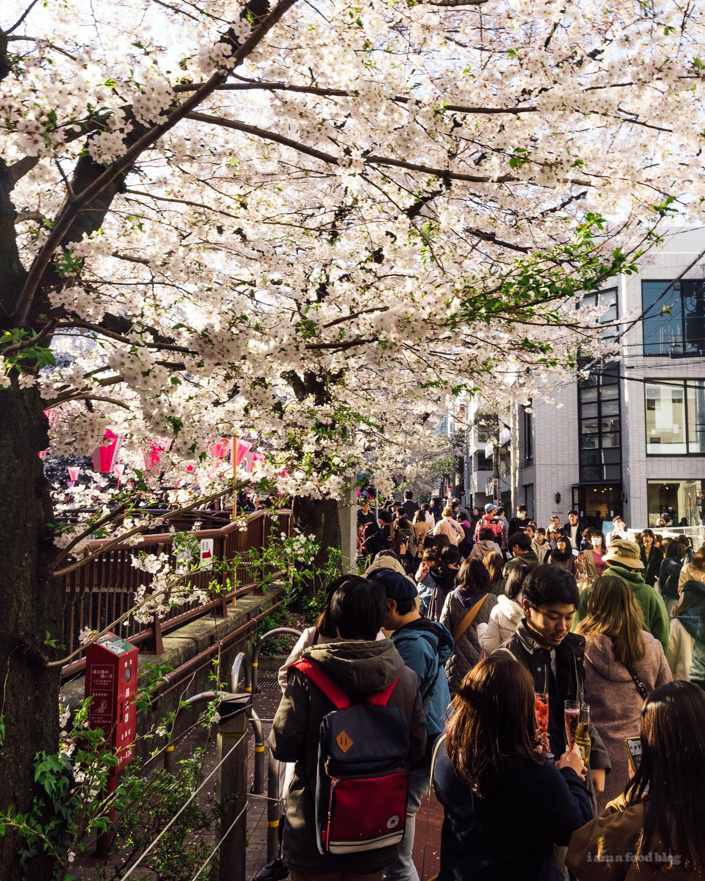 Sakura Season in Tokyo Guide | www.iamafoodblog.com