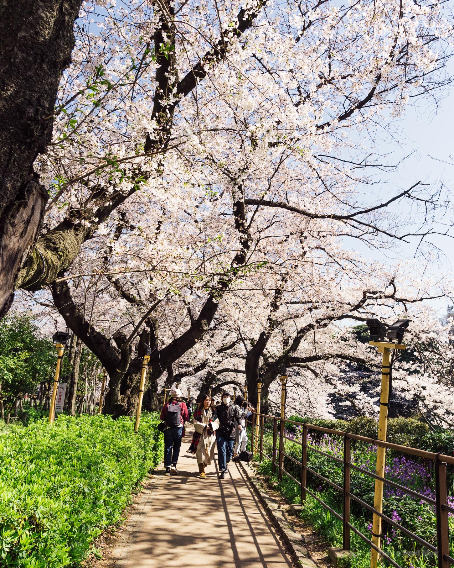 Sakura Season in Tokyo Guide | www.iamafoodblog.com