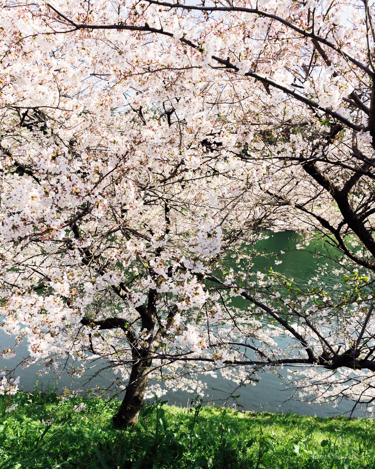 Sakura Season in Tokyo Guide | www.iamafoodblog.com