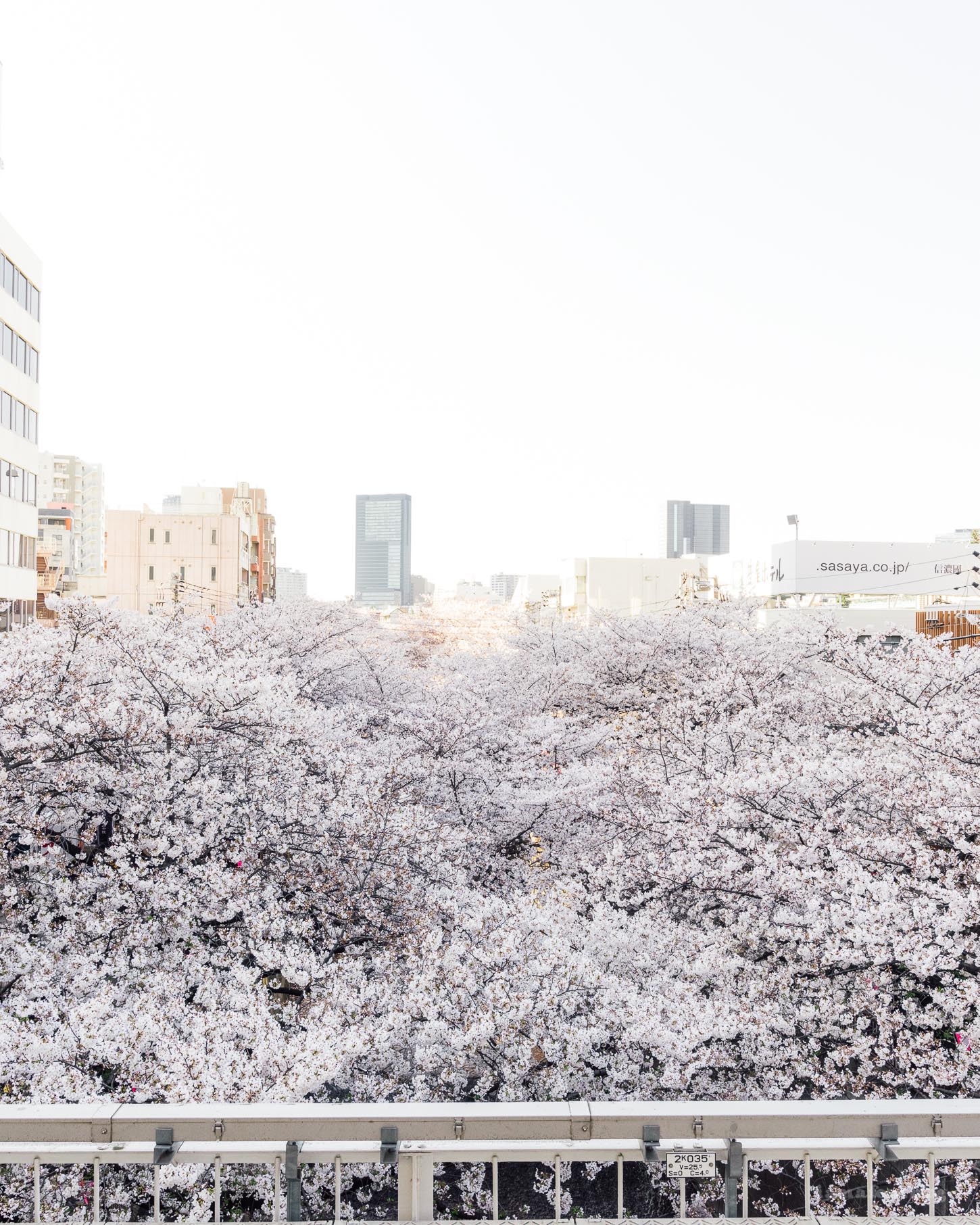 Bucket List Experience: Tokyo at Peak Sakura Season