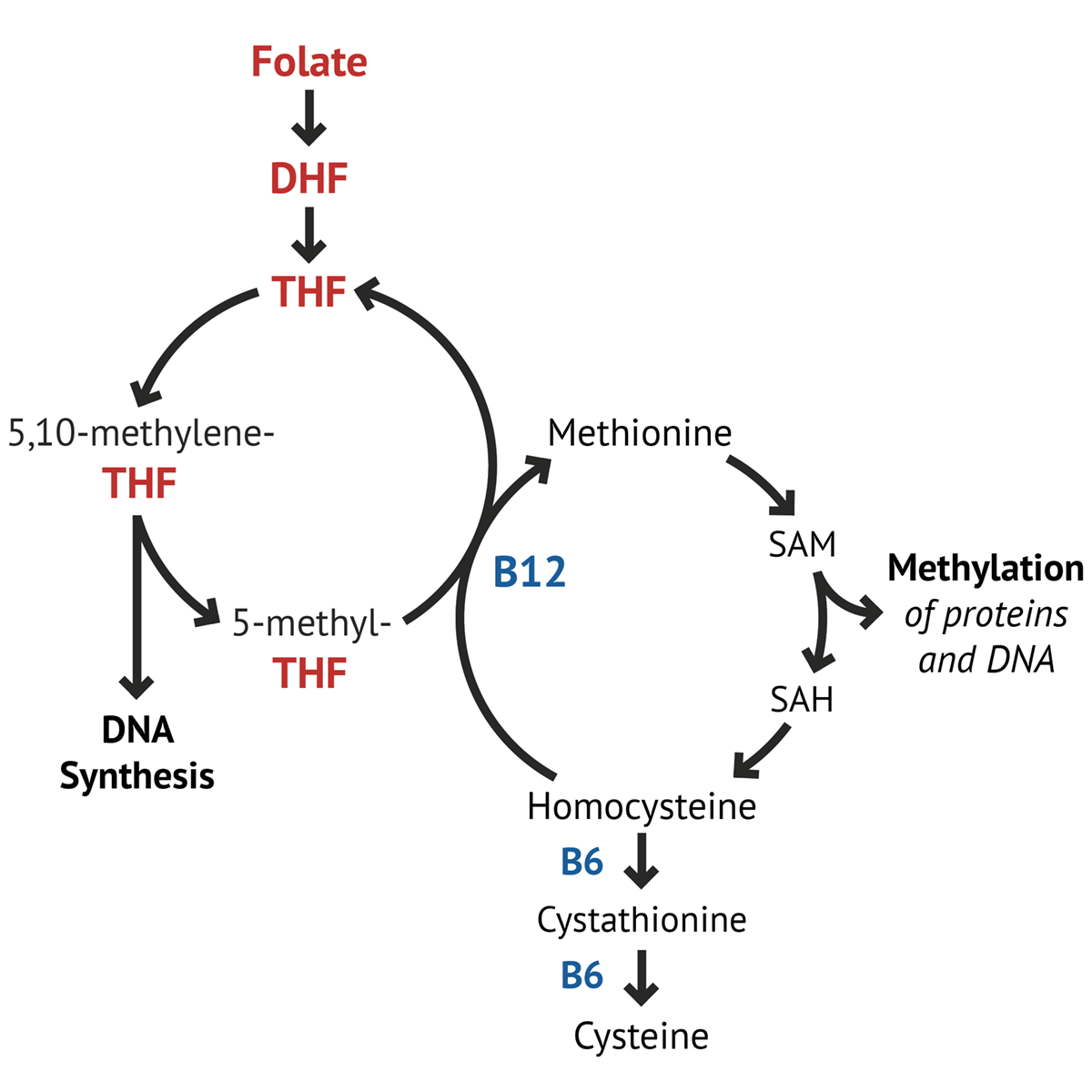 Folate metabolism